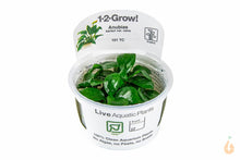 Lade das Bild in den Galerie-Viewer, Zwergspeerblatt | Anubias barteri nana | In Vitro Aquariumpflanze