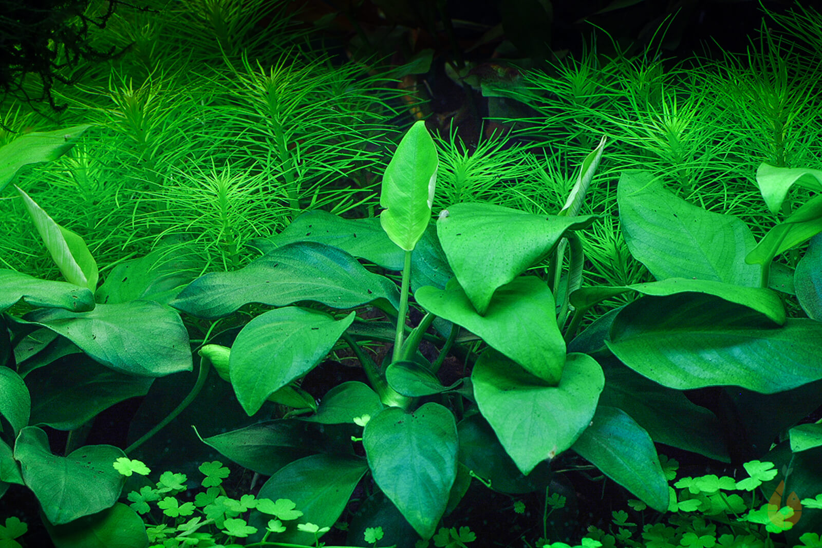 Anubias barteri nana | Zwergspeerblatt