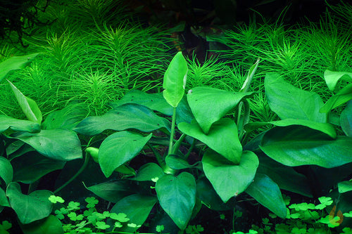 Zwergspeerblatt | Anubias barteri nana | In Vitro Aquariumpflanze im Aquarium