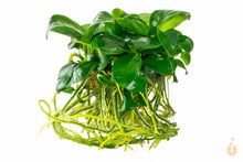 Lade das Bild in den Galerie-Viewer, Zwergspeerblatt | Anubias barteri nana | In Vitro Aquariumpflanze