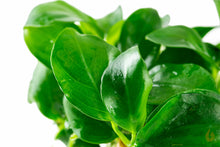 Lade das Bild in den Galerie-Viewer, Zwergspeerblatt | Anubias barteri nana | In Vitro Aquariumpflanze