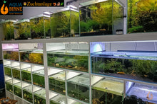 Lade das Bild in den Galerie-Viewer, Aquarium Zuchtanlage / Wirbellosen Zuchtanlage von Aqua Birne