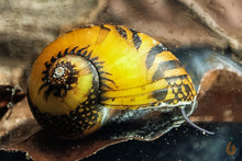 Lade das Bild in den Galerie-Viewer, Batik / Mosaik Rennschnecke / Napfschnecke | Vittina sp. Batik