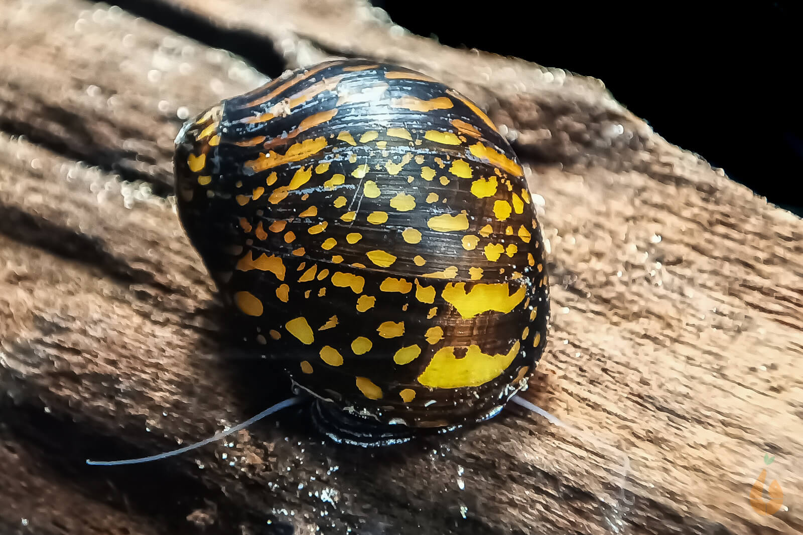 Batik / Mosaik Rennschnecke / Napfschnecke