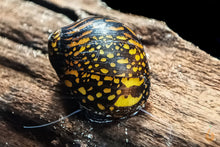 Lade das Bild in den Galerie-Viewer, Batik / Mosaik Rennschnecke / Napfschnecke | Vittina sp. Batik