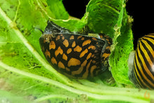 Lade das Bild in den Galerie-Viewer, Batik / Mosaik Rennschnecke / Napfschnecke | Vittina sp. Batik