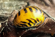 Lade das Bild in den Galerie-Viewer, Batik / Mosaik Rennschnecke / Napfschnecke | Vittina sp. Batik