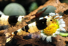 Lade das Bild in den Galerie-Viewer, Bunter Bienengarnelen Party-Mix | Bunte Farbmischung | Caridina sp. | 10 Stück