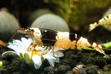 Lade das Bild in den Galerie-Viewer, Gänseblümchen Blüten getrocknet | Premium Qualität mit einer Black Bee Assa Garnele