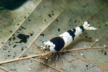 Lade das Bild in den Galerie-Viewer, Black Bee Bienengarnele | Caridina logemanni - ASSA Zuchtlinie im Aquarium