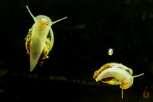 Lade das Bild in den Galerie-Viewer, Blasenschnecken / Quellblasenschnecken | Physella sp. im Schneckenaquarium