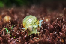 Lade das Bild in den Galerie-Viewer, Blasenschnecke / Quellblasenschnecke | Physella sp. im Aquascaping Aquarium