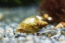 Lade das Bild in den Galerie-Viewer, Blasenschnecke / Quellblasenschnecke | Physella sp. im Aquascape Aquarium