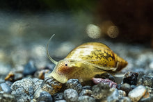 Lade das Bild in den Galerie-Viewer, Blasenschnecke / Quellblasenschnecke | Physella sp. im Nano Aquarium
