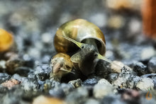 Lade das Bild in den Galerie-Viewer, Blasenschnecke / Quellblasenschnecke | Physella sp. Zucht und Vermehrung