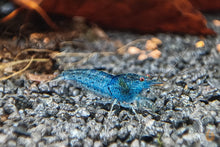Lade das Bild in den Galerie-Viewer, Blaue Aura Blue Garnele | Caridina serrata - Im Aquascaping Aquarium