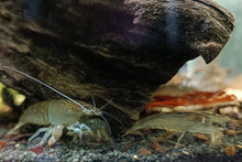 Lade das Bild in den Galerie-Viewer, Blaue Monsterfächergarnele | Gabun Fächergarnele | Atya gabonensis auf dem Bodengrund