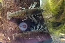 Lade das Bild in den Galerie-Viewer, Blaue Monsterfächergarnelen | Gabun Fächergarnelen | Atya gabonensis