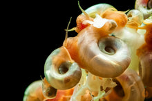 Lade das Bild in den Galerie-Viewer, Rosa / Pinke Posthornschnecken | PHS Pink | Helisoma cf.anceps