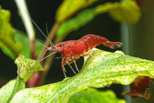 Lade das Bild in den Galerie-Viewer, Rote Bloody Mary Sakura Garnele | Neocaridina davidi "Bloody Mary" Männchen