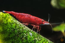 Lade das Bild in den Galerie-Viewer, Rote Bloody Mary Sakura Garnele | Neocaridina davidi "Bloody Mary" Weibchen