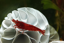 Lade das Bild in den Galerie-Viewer, Rote Bloody Mary Sakura Garnele | Neocaridina davidi "Bloody Mary" auf einem Shrimp Shelter