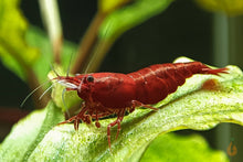 Lade das Bild in den Galerie-Viewer, Rote Bloody Mary Sakura mini Garnele | Neocaridina davidi "Bloody Mary"