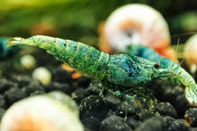 Lade das Bild in den Galerie-Viewer, Blue Bolt Garnele | Caridina sp. Taiwan Bee