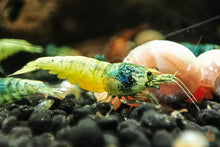 Lade das Bild in den Galerie-Viewer, Blue Bolt Garnele | Caridina sp. Taiwan Bee