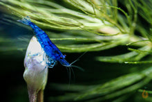 Lade das Bild in den Galerie-Viewer, Blue Diamond Zwerggarnele auf einer Bucephalandra