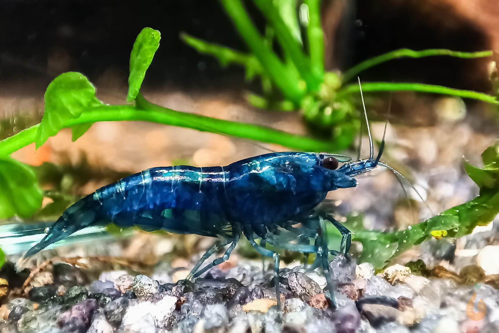 Blue Dream / Blue Velvet Garnele | Blaue Garnele