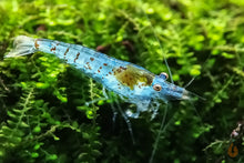 Lade das Bild in den Galerie-Viewer, Super Blue Pearl Garnele | Neocaridina palmata "Blue Pearl"