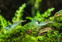 Lade das Bild in den Galerie-Viewer, Blue Pearl Garnele | Neocaridina palmata "Blue Pearl" auf Fissidens Moos