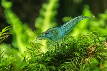 Lade das Bild in den Galerie-Viewer, Super Blue Pearl Garnele | Neocaridina palmata "Blue Pearl"