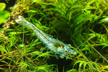 Lade das Bild in den Galerie-Viewer, Blue Pearl Garnele | Neocaridina palmata "Blue Pearl" in FIssidens Moos