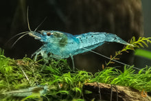 Lade das Bild in den Galerie-Viewer, Super Blue Pearl Garnele | Neocaridina palmata "Blue Pearl"