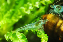 Lade das Bild in den Galerie-Viewer, Blue Pearl Garnele | Neocaridina palmata "Blue Pearl" im Nano Aquarium