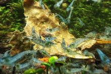 Lade das Bild in den Galerie-Viewer, Super Blue Pearl Garnele | Neocaridina palmata "Blue Pearl"