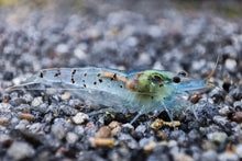 Lade das Bild in den Galerie-Viewer, Blue Pearl Garnele | Neocaridina palmata "Blue Pearl"