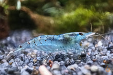 Lade das Bild in den Galerie-Viewer, Hellblaue Jelly Garnele | Neocaridina davidi "Blue Jelly" im Aquarium
