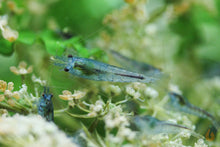 Lade das Bild in den Galerie-Viewer, Blue Pearl Garnele | Neocaridina palmata "Blue Pearl" auf Blüten im Aquarium