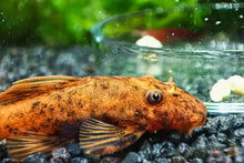 Lade das Bild in den Galerie-Viewer, Roter Antennenwels frisst Aqua Birne - Premium Blütenpollen