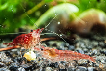 Lade das Bild in den Galerie-Viewer, Red Fire mini Garnelen fressen Aqua Birne - Premium Blütenpollen | Zusatzfutter für Wirbellose