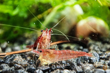 Lade das Bild in den Galerie-Viewer, Red Fire / Red Cherry Garnele | Neocaridina davidi "Red Fire"