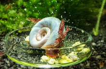 Lade das Bild in den Galerie-Viewer, Blaue PHS Schnecke und Red Fire Garnelen fressen Aqua Birne - Premium Blütenpollen
