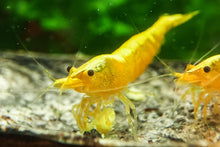 Lade das Bild in den Galerie-Viewer, Yellow Fire Neon mini Garnelen fressen Aqua Birne - Premium Blütenpollen | Zusatzfutter für Wirbellose