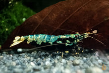 Lade das Bild in den Galerie-Viewer, Schwarze Boa Garnele - Weiß / Blau / Golden | Skyfish Stamm | Caridina sp. im Aquarium
