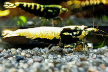 Lade das Bild in den Galerie-Viewer, Schwarze Boa Garnele - Weiß / Blau / Golden | Skyfish Stamm | Caridina sp. im nano Aquarium
