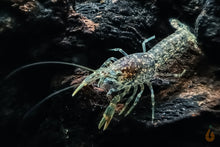 Lade das Bild in den Galerie-Viewer, Brauner Zwergflusskrebs | Cambarellus sp. Alabama im Natur Aquarium