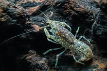 Lade das Bild in den Galerie-Viewer, Brauner Zwergflusskrebs | Cambarellus sp. Alabama im Aquascaping Aquarium